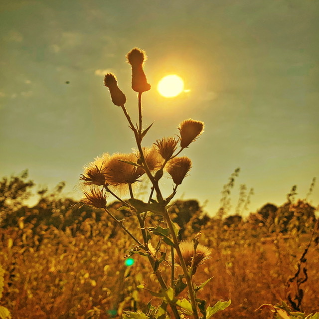Pflanzen vor der Sonne